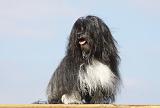 PETIT CHIEN LION 145